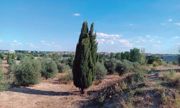 La Fórmula 1 de Madrid puede acabar con 700 árboles